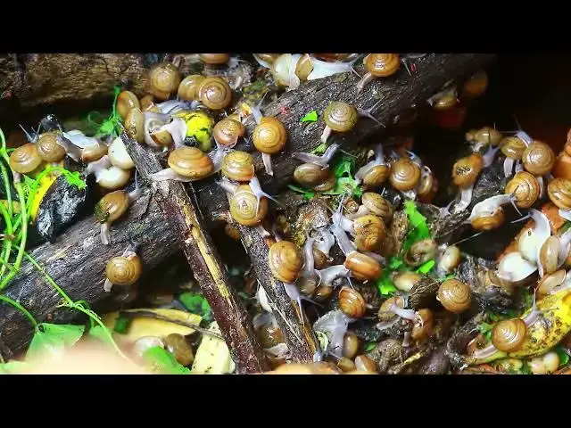 Video thumbnail for 🐌 Snails, 🐌 snial alot eating papaya fruits now 🦈 | 𝑴𝒆𝒕𝒉𝒐𝒅𝒔 #𝟗𝟔9023