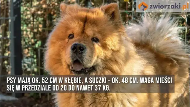Video thumbnail for Chow chow – opis rasy