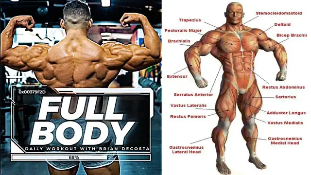 Video thumbnail for The Best Exercises for a Full Body Workout | Total Body Workouts