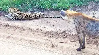 Video thumbnail for Hyena Gives Leopard the Fright of its Life!