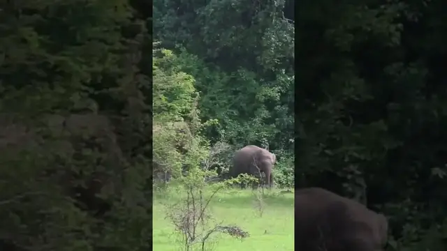 Video thumbnail for Elephant #shorts