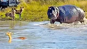 Video thumbnail for Battle Between Wild Dogs, Hippo & Impala