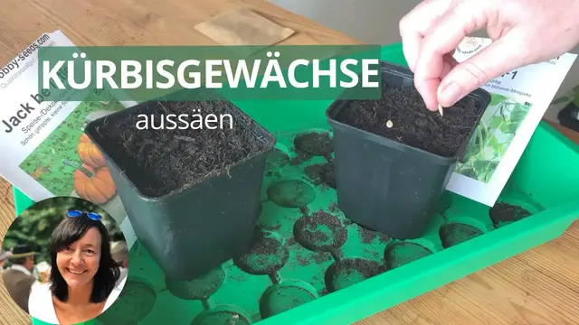 Video thumbnail for Gurken, Kürbis, Zucchini & Melone aussäen und vorziehen - Kürbisgewächse aussäen