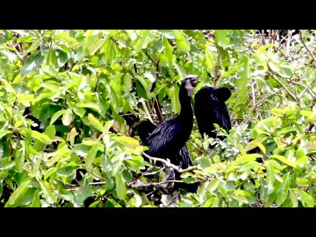 'Video thumbnail for All baby's black bird crie eat on nest alot'