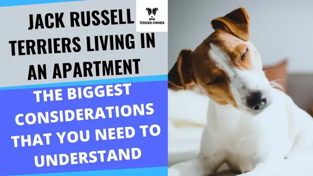 Video thumbnail for Jack Russell Terriers Living In Apartments