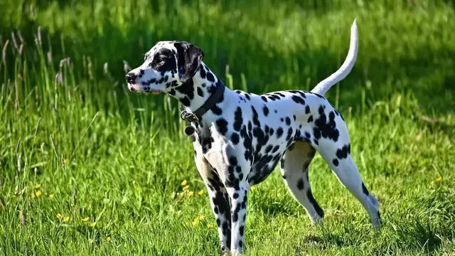 Video thumbnail for Rasy psów myśliwskich – kompendium wiedzy! Poznaj rodzaje i rasy psów myśliwskich