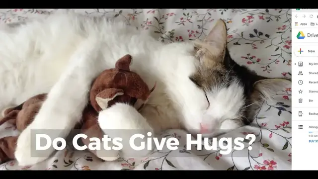 'Video thumbnail for Do Cats Give hugs?'