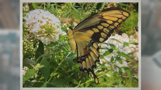 Video thumbnail for Creating a wildlife friendly garden (7 simple steps)