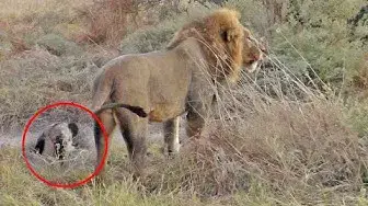 Video thumbnail for Wild Dog Plays Dead To Escape Lions