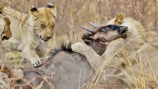 Video thumbnail for Wildebeest Escapes Twice From Distracted Lions