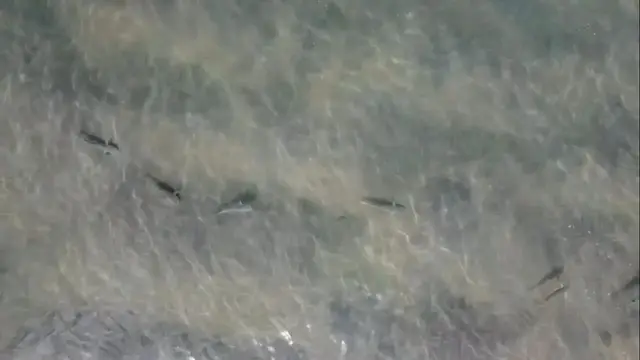 'Video thumbnail for Corbina Feeding In The Surf - Drone Footage'