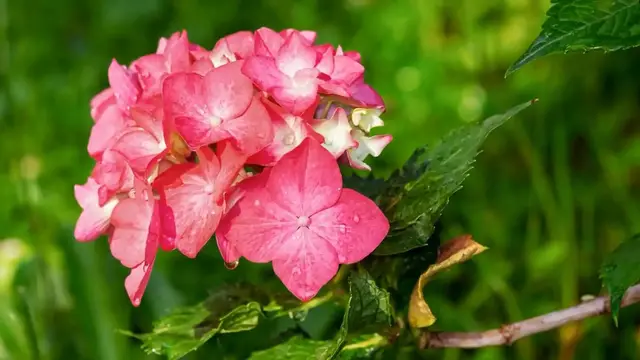 'Video thumbnail for 11 Expert Tips for Deadheading Hydrangeas'