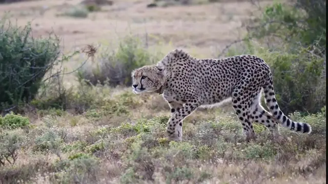 Video thumbnail for Watch a Cheetah in Action: Stalking Its Prey