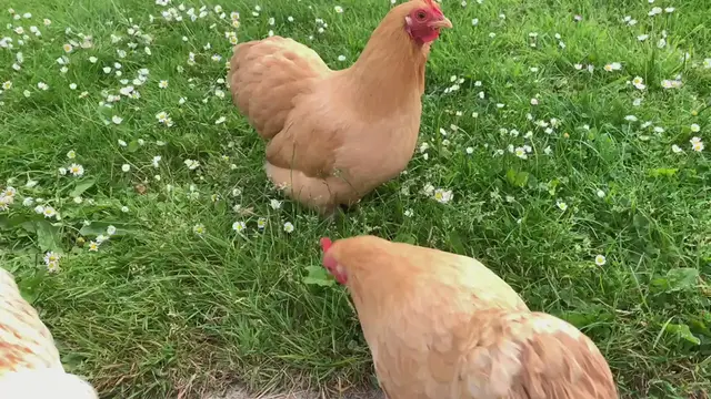'Video thumbnail for Buff bantams'