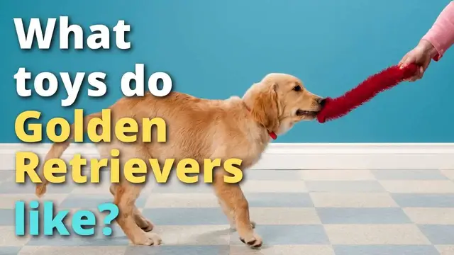 Video thumbnail for Best Toys For Golden Retrievers