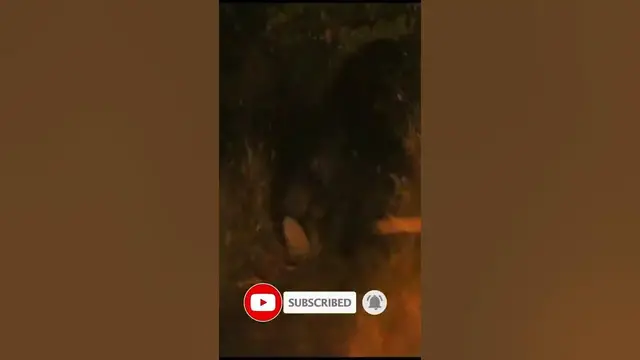 Video thumbnail for Rare video of Sloth Bear running away at night #shorts