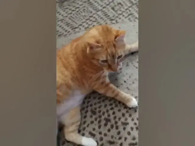 Video thumbnail for Oh no out of treats!!! #cat #cats #love #bond #catvideos #catperson