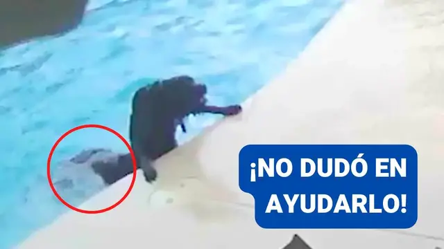 Video thumbnail for Firulais rescata a panchito que cayó a la piscina 🤣🐶