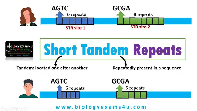 Video thumbnail for What are Tandem Repeats in DNA? Short Tandem Repeats (STR) and its applications