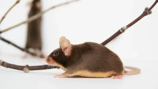 Video thumbnail for Mysz domowa – szkodnik czy pupil? Poznaj ją bliżej!