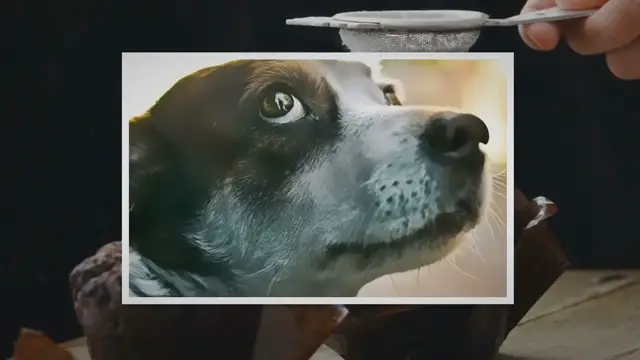 'Video thumbnail for what-exactly-does-it-mean-when-a-dog-gives-you-the-whale-eyes-2/'