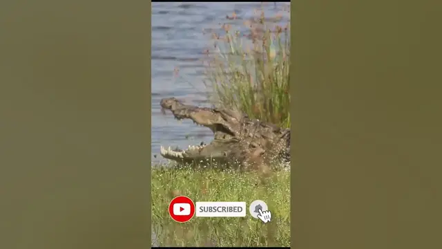 Video thumbnail for Big mugger crocodile #shorts