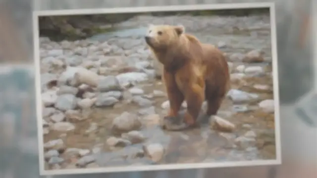 Video thumbnail for Do Bears Eat Humans?