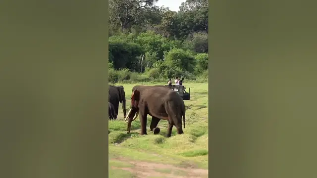 Video thumbnail for Big Male Elephant #shorts