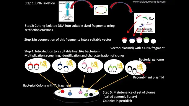 Video thumbnail for Genomic Library: Definition and Steps in the Construction of Genomic Library