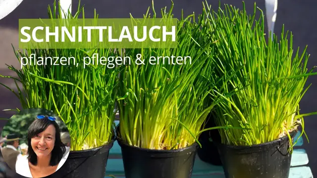 'Video thumbnail for Schnittlauch pflanzen, pflegen und richtig ernten - die wichtigsten Schnittlauch Tipps'