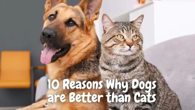 'Video thumbnail for 10 Reasons Why Dogs are Better than Cats | Cats vs Dog Videos | Dogsforest.com'