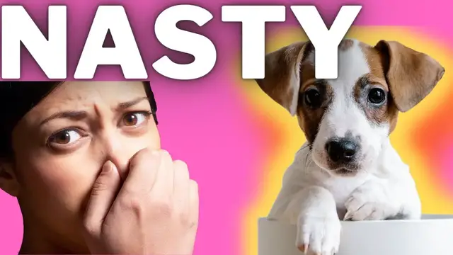 Video thumbnail for The Dangers Of Fleas and Ticks: Jack Russell Terriers: Preventing & Treating Fleas and Ticks