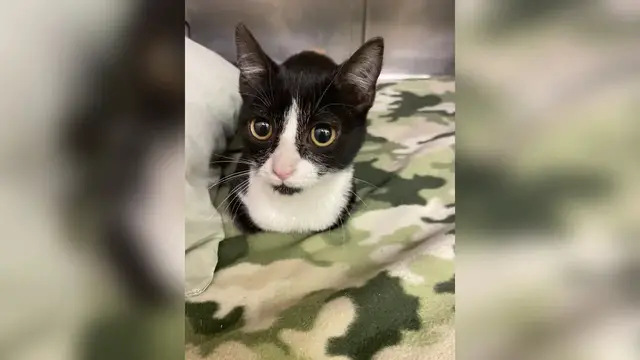 Video thumbnail for Pet of the Week 01/13/23