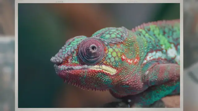 Video thumbnail for How Often Do Chameleons Shed?