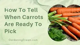Video thumbnail for How To Tell When Carrots Are Ready To Pick