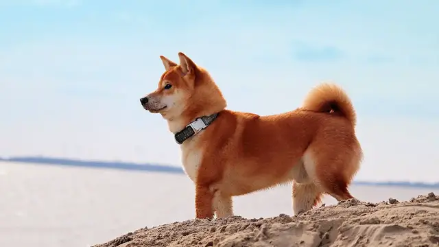 Video thumbnail for Shiba inu - opis rasy, wygląd, charakter, przeznaczenie