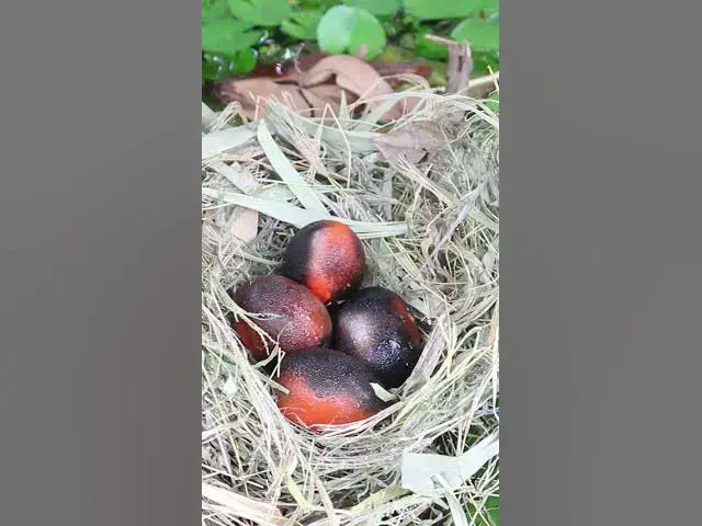 Video thumbnail for Top Egg of chicken in nest #birdssinging #birdstalking #babybird #growthstages #budgie #growth #stag