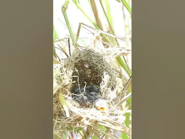 Video thumbnail for birds crying for food #birdparenting #birdwatching #birdslover #birdspotting #trending