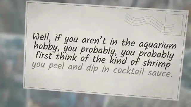 'Video thumbnail for Do Cherry Shrimp Eat Copepods?'