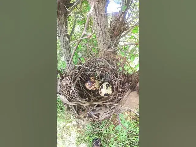 Video thumbnail for Amzing Straing Egg Growth iN Nest #BabiesBird  #Feedigbirds #nature #shortvideo #viralvideo #birds #