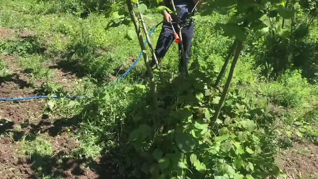 'Video thumbnail for Fındık'ta Azotlu Çözelti ile Dip Sürgünü Temizliği'