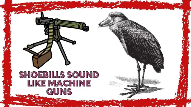 Video thumbnail for Shoebill Stork (Balaeniceps Rex) Sound | Shoebill Stork Noise | Shoebill Stork Call