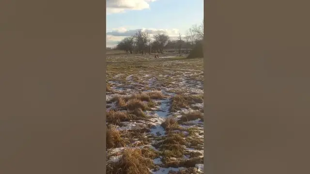 Video thumbnail for Can German Shepherds be sweet?🤔🤨😃#shorts