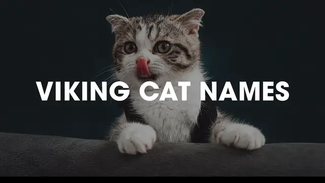 Video thumbnail for TOP 50 VIKING CAT NAMES