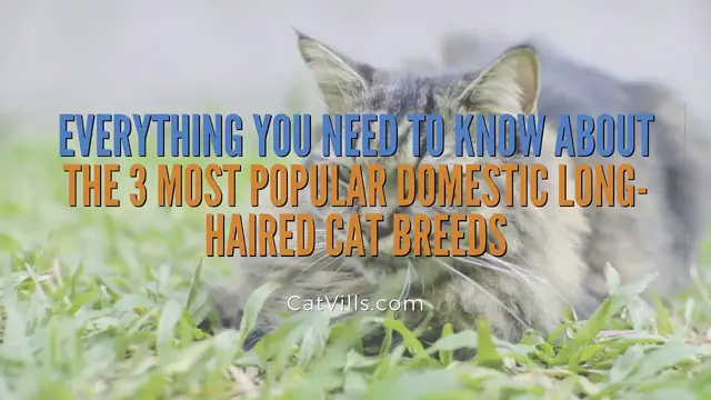 Video thumbnail for EVERYTHING YOU NEED TO KNOW ABOUT THE 3 MOST POPULAR DOMESTIC LONG HAIRED CAT BREEDS