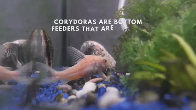 Video thumbnail for What you should be feeding your Bronze corydoras