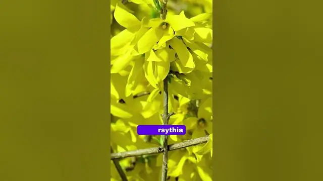 'Video thumbnail for 11 plantes à fleurs jaunes à avoir dans son jardin'