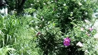 Video thumbnail for Sheri Ann Richerson on color in the garden and growing from seed......