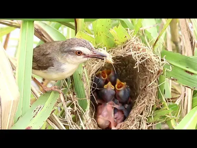 Video thumbnail for Sparrow Family Bonding: Feeding the Next Generation // Baby Sparrow Wait Mother Feed @ViralBirdNest