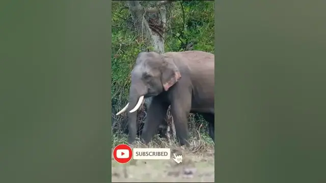 Video thumbnail for Disabled elephant | tusker in Galgamuwa #shorts